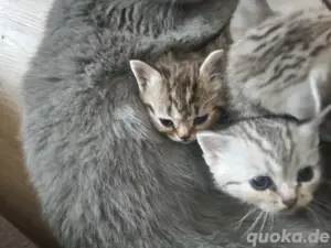 bkh kitten