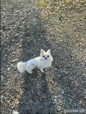 Chihuahua 