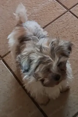 Wundervolle TraumWelpen Familienhund Kleinbleibend Allergiker geeignet 