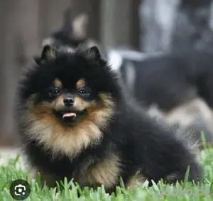 Suche Pomeranian Hündin 