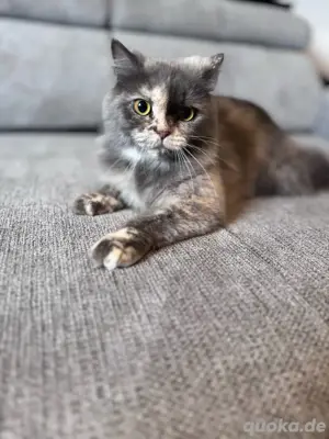 Britisch Langhaar Katze sucht ein neues Zuhause. 