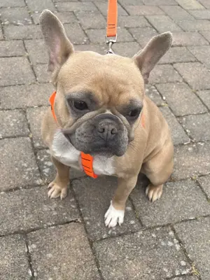 Französische Bulldogge 