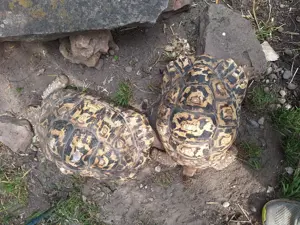 Panther Schildkröten