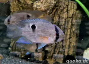 Maroni Buntbarsche Cleithracara maronii 