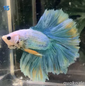 Kampffisch Männchen Betta splendens Halfmoon 