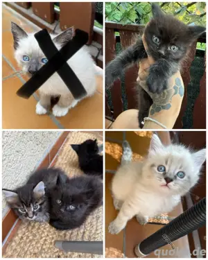 noch 4 seltene japanische bobtail maine coon mix babys angabe bereit 