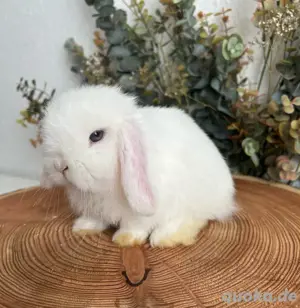Minilop Zwergwidder Kaninchen Baby Rammler
