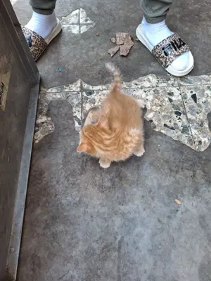 Verkaufe Katzenbabys