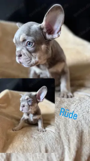 Französische Bulldogge Welpen  Bild 4