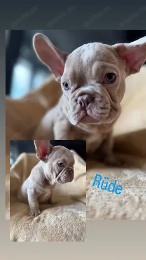 Französische Bulldogge Welpen  Bild 5