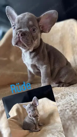 Französische Bulldogge Welpen 