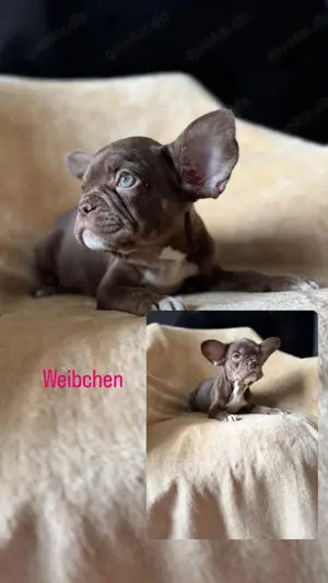 Französische Bulldogge Welpen  Bild 3