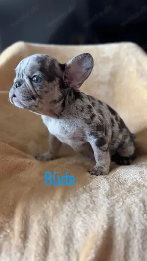 Französische Bulldogge Welpen  Bild 2