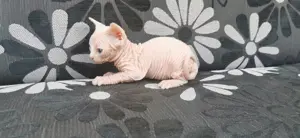 Kätzchen der kanadischen Sphynx