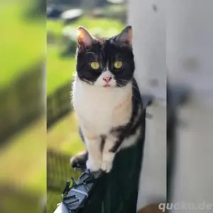 Yuukie sucht ein neues Zuhause 