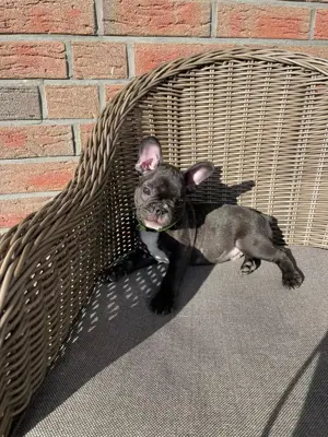 Französische Bulldogge  Bild 3