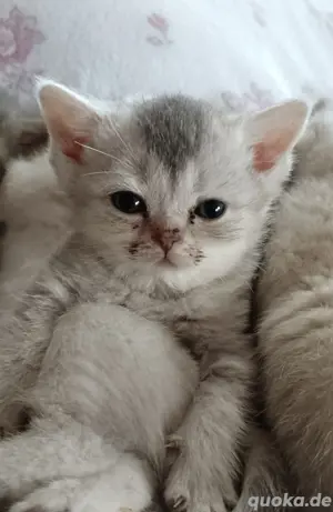 BKH-Reinrassig Kitten
