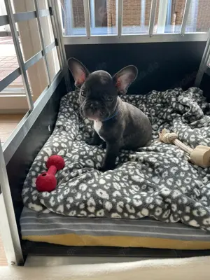 Französische Bulldogge  Bild 4