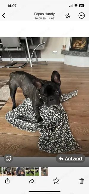 Französische Bulldogge  Bild 5