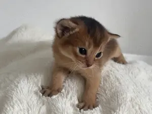 Abessinier Kitten mit Stammbaum! Reinrassig & Wunderschön!