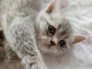Reinrassige BKH-Kitten