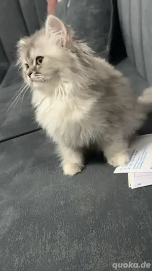 langhaarige Katze