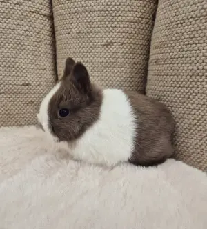 Farbenzwerge, Löffelohren, mini Zwergkaninchen 