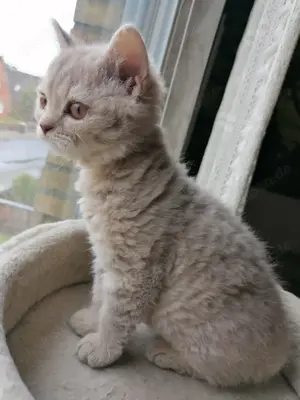 Britisch kurzhaar, Selkirk Rex Mix Kitten, Kater, Katze 