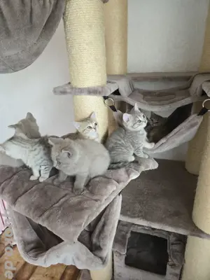 Bkh kitten 6 Stück  abgabebereit