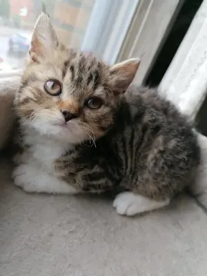 Britisch Kurzhaar Selkirk Rex Mix Kater 3 Monate alt 
