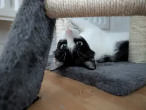 Unser Kuschelkater und Charmeur Felix sucht sein goldenes Körbchen - image 5