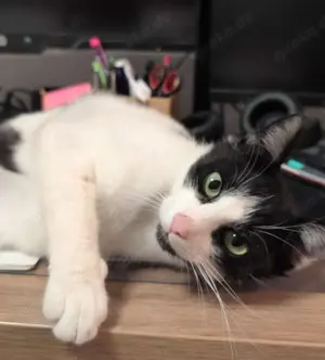 Unser Kuschelkater und Charmeur Felix sucht sein goldenes Körbchen