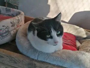 Unser Kuschelkater und Charmeur Felix sucht sein goldenes Körbchen - image 4