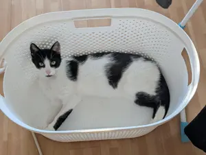 Unser Kuschelkater und Charmeur Felix sucht sein goldenes Körbchen - image 6
