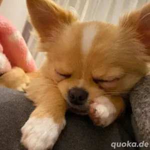 chihuahua welpen 