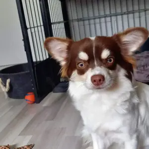 Chihuahua Mädchen 