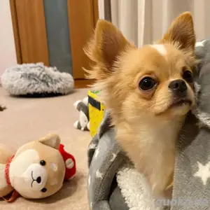 Reinrassiger Chihuahua Welpe darf ausziehen