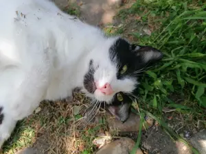 Unser Kuschelkater und Charmeur Felix sucht sein goldenes Körbchen - image 8