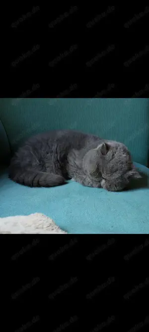 Exotic Shorthair Dame abzugeben