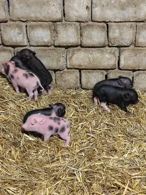 Minischwein Ferkel abzugeben 