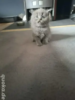 Britisch Kurzhaar Kitten 
