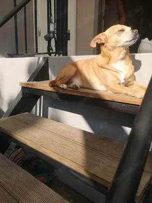 Hund zu verkaufen 