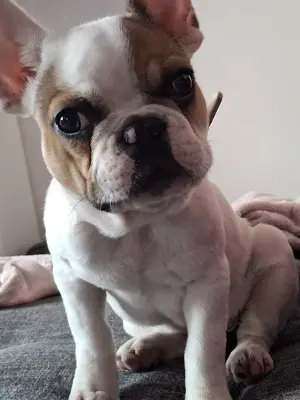 Französische bulldogge 