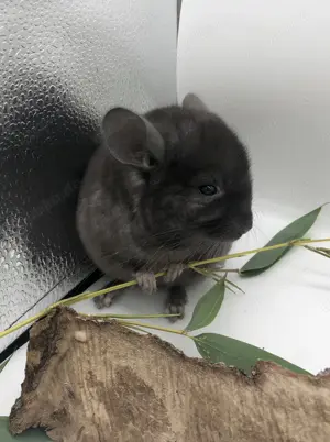 Chinchilla Weibchen Ebony dunkel.