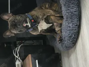 Französische bulldogge Bild 3