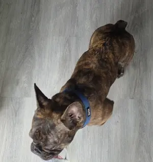 Französische bulldogge Bild 2