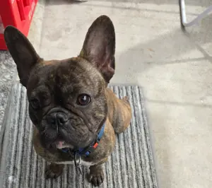 Französische bulldogge