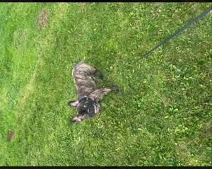 Französische bulldogge Bild 5