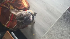 Französische bulldogge Bild 4