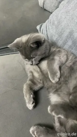 Bkh jung katze